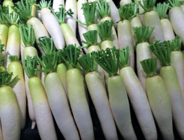 100 Pc Seeds White Icicle Radish Vegetable Plant, Radish Seeds Planting | RK - £14.11 GBP