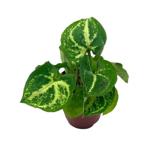 Syngonium podophyllum Green and White, Arrowhead Vine in 2 inch pot - $9.49