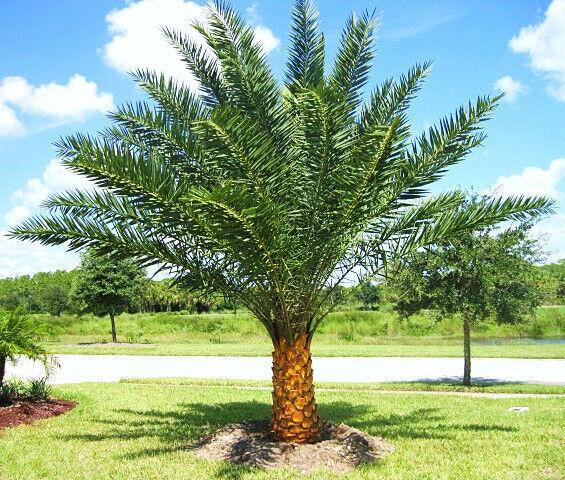 Primary image for Phoenix sylvestris, silver Date Palm exotic rare palms semi plant seed 25 seeds