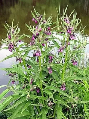 10 True Comfrey Comphrey Symphytum Officinale Herb Seeds Purple Flowers Garden - $12.00