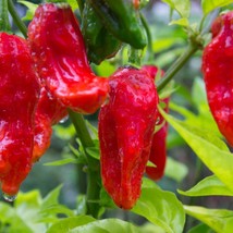 Ghost Pepper Seeds, Bhut Jolokia, EXTREMELY HOT PEPPER, Genuine USA, FRE... - $1.97+