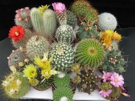 EZ Grow Cactus Mix | Fruiting | Flowering 20+ Variety 50+ seeds  - $10.45