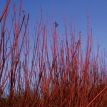 Cornus Sericea Baileyi Red Twig Dogwood 4 Inch Pot Size Live Plant New F... - £37.81 GBP