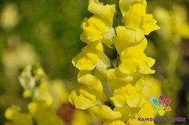 1000+ Rocket Gold Snapdragon Seeds For Garden Planting  USA  ! - $5.21