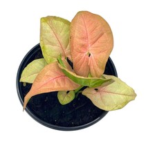 Syngonium Pink Strawberry, arrow head vine podophyllum, in 4 inch pot - £11.08 GBP
