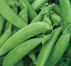 Sugar Snap Pea Seed, Snow Peas, Listing is for Approx. 500-2000 Pea Seeds - £18.74 GBP