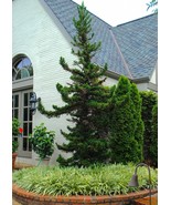 Cryptomeria Japoncia Black Dragon Japanese Cedar 6-10&quot; Tall in a Quart Pot - £33.15 GBP