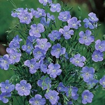 Fast Ship USA Seller Blue Flax Flower Seeds Linum Perenne 200 Seeds - £11.10 GBP