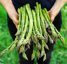 100 Asparagus Seeds Mary WashingtonHeirloom Organic Fresh From US - £7.38 GBP