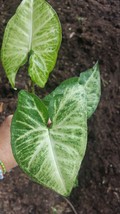 CUTTING 7 INCHES Syngonium Podophyllum Arrowhead Plant ‘White Butterfly’  - £23.91 GBP