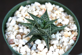 Aloe descoingsii exotic madagascar rare succulent cacti bonsai caudex plant 4&quot; - £13.58 GBP