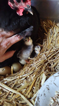 12 Chicken fertile hatching eggs (twelve) - $35.00