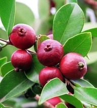 FROM US Living Fruit Tree 8”-12” Psidium cattleianum (Strawberry Guava) ... - £43.36 GBP