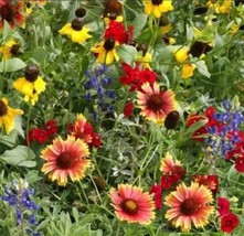 Wildflower Mix Texas Oklahoma Regional Seller 500 Seeds Gardening USA SHIPPING - $10.96