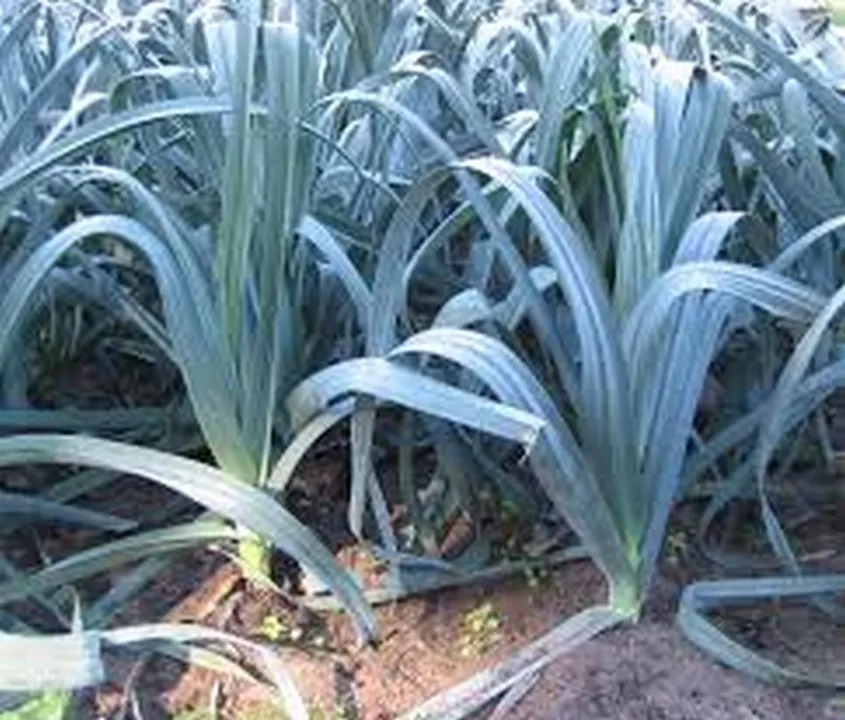 Leek American Flag 200 Seeds Seller US - £7.59 GBP