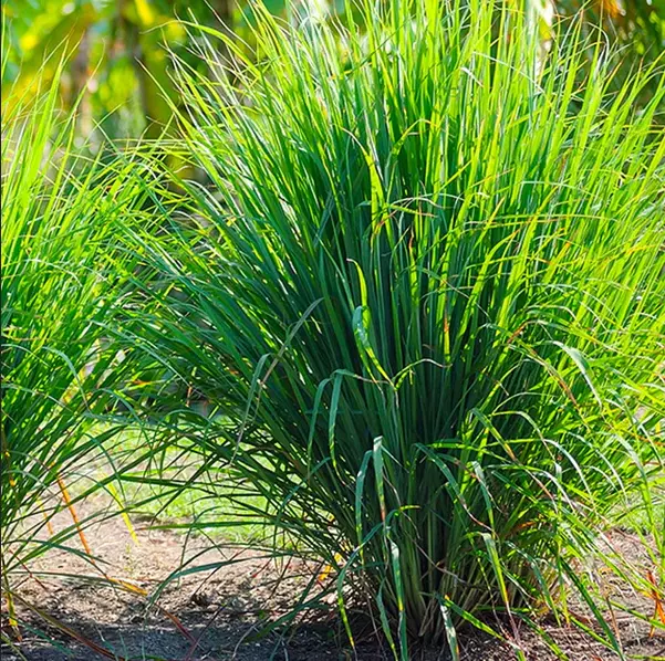 MBK 25 Seeds West Indian Lemongrass Natural Mosquito Repellent Packs Sale - $13.37 CAD