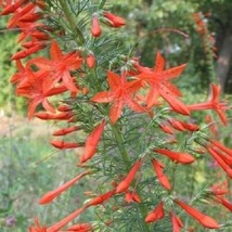 USA SELLER 40 Red Standing Cypress Texas Plume Biennial Flower Seeds - £14.82 GBP