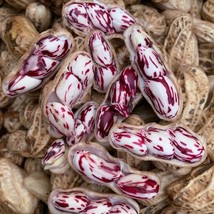 Camouflage Peanut Seed Camouflage Groundnut Seeds Usa Fast Shipping - $15.13