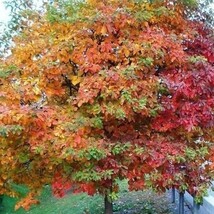 2 Sassafras 12-24 Inch Bare Root Seedlings New Fresh - $33.49