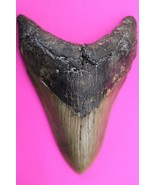 Authentic Megadolon Shark Tooth 4.8 Inches 202 Grams Fossil Dino Girl CO... - $198.85 CAD