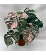 10+ Seeds Pink Monstera Flower Beauitful Large Colorful Leaves Plant Garden - $8.99