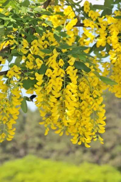 Top Seller 25 Siberian Peashrub Caragana Arborescens Peatree Yellow Flow... - £11.48 GBP