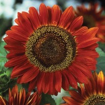 Red Sun Sunflower Maroon Burgundy Velvet Queen Chocolate Cherry Flower Seed Gard - $9.90