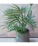 Philodendron Tortum Rare Corkscrew Philo Elegans Starter Rooted Cuttings... - $13.99+