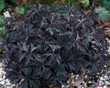 25 Victor Reiter Junior Geranium Seeds - $8.49