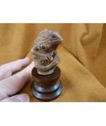 (tb-liz-9) zen yoga Iguana Lizard Tagua NUT palm figurine Bali detailed ... - £38.51 GBP