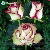 100 Seeds Fire and Ice Rose Seeds Garden Balcony Beautiful Roses Flower Seeds - $30.00