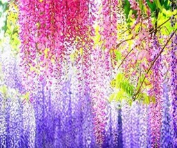 5Pcs Wisteria Wisteria Vine Saplings Seeds Pink And Purple Flowers Garden USA Se - $20.00