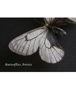Real Snow Apollo Parnassius Stubbendorfii Butterfly Framed Entomology Sh... - $84.49 CAD