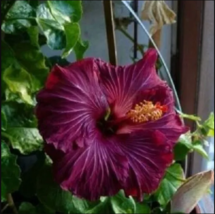 20 Dark Purple Hibiscus Seeds Flowers Flower Seed Perennial - £12.04 GBP