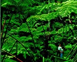 Tree Fern Forest Kilauea Crater Hawaii National Park Hawaii Chrome Postc... - £2.33 GBP