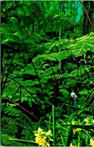 Tree Fern Forest Kilauea Crater Hawaii National Park Hawaii Chrome Postcard Q13 - £2.28 GBP