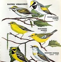 Warbler Vermivoras Varieties &amp; Types 1966 Color Bird Art Print Nature #2... - $366.80 MXN