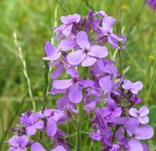 Dames Rocker Purple Flower Seeds Cool Beans N Sprouts Brand Home Gardening - $11.99