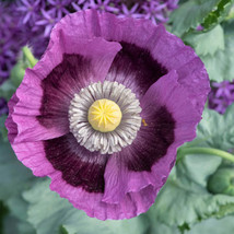 1000 Seeds Poppy Hungarian Breadseed Purple Reseeds Baking Huge Pods - £8.85 GBP