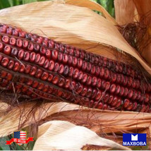 Corn Seeds - Ornamental - Bloody Butcher Vegetable Non-Gmo - Heirloom Garden Usa - £5.69 GBP