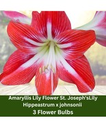 3 Bulbs St. Joseph’s Lily – Amaryllis Hippeastrum Johnsonii Heirloom Bulb - $76.18 CAD