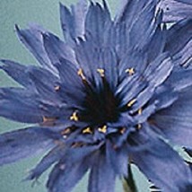 30 Blue Cupids Dart Catananche Flower Seeds Fresh USA Fast Shipping - Perfect fo - $18.99