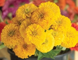 40 Zinnia Giant Golden Yellow Seeds - $6.48