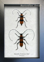 Orange Rosalia Formosa Pair RARE Real Beetles Entomology Collectible Sha... - £86.63 GBP