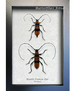 Orange Rosalia Formosa Pair RARE Real Beetles Entomology Collectible Sha... - $148.41 CAD