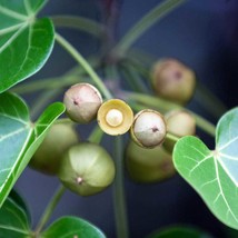 Portia Tree Seed Pack - Thespesia Populnea, Create Lush Greenery, Ideal Gift for - £3.91 GBP