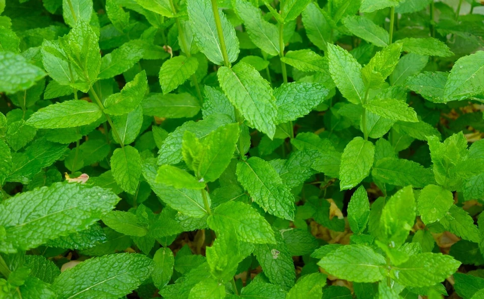 500 Peppermint Seeds – Mentha × Piperita | Heirloom Mint, Fast Growing - $6.00
