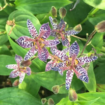 50+ Toad Lily Seeds Tricyrtis Hirta Flashy Speckled Blooms For Shade!! - £9.33 GBP