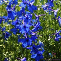 HS  200+ Blue Butterfly Delphinium Seeds For Garden Planting - USA  - $6.92