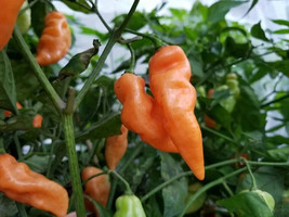 25 Seeds Habanada Pepper Vegetables Fresh Seeds - $7.48